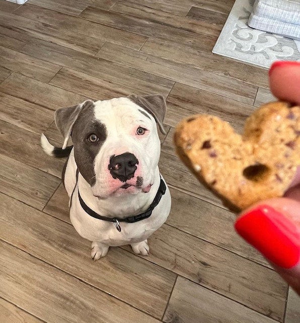 Dogs n outlet donuts