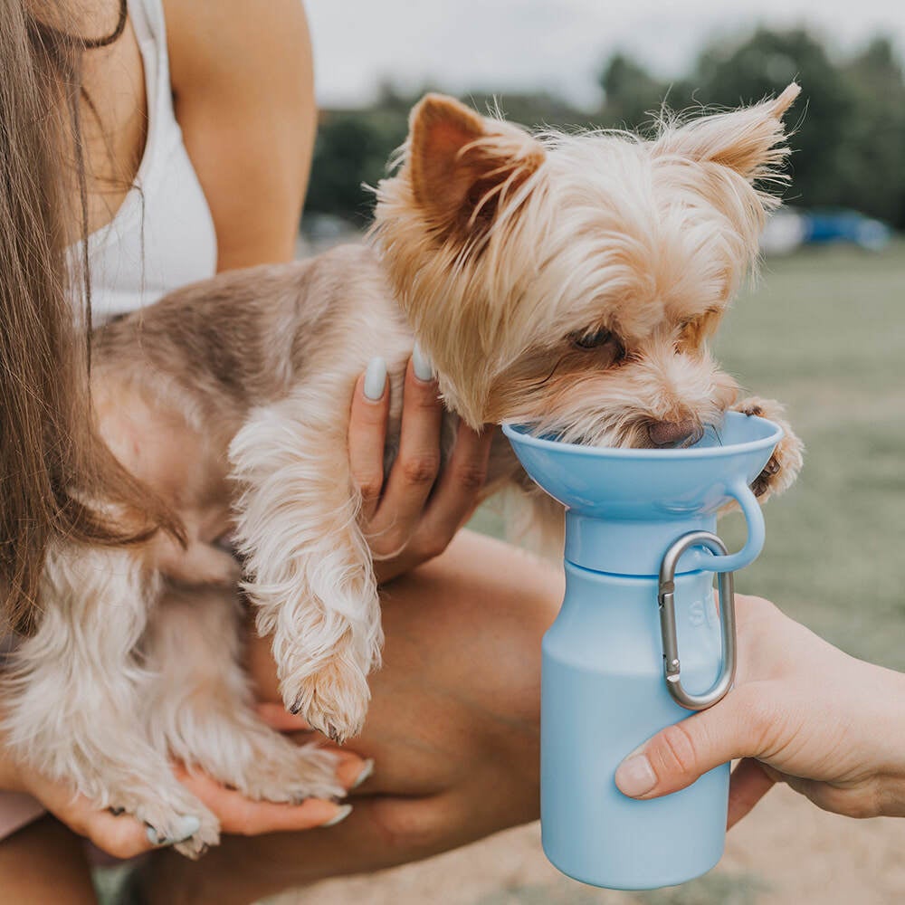 Water bottle shops with dogs on it