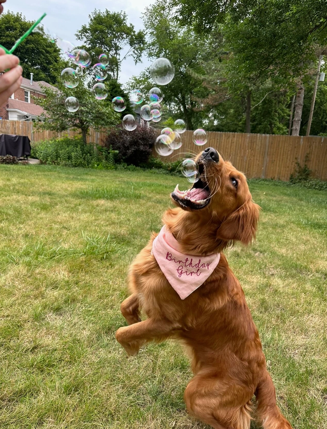 Bacon bubble machine for dogs hotsell