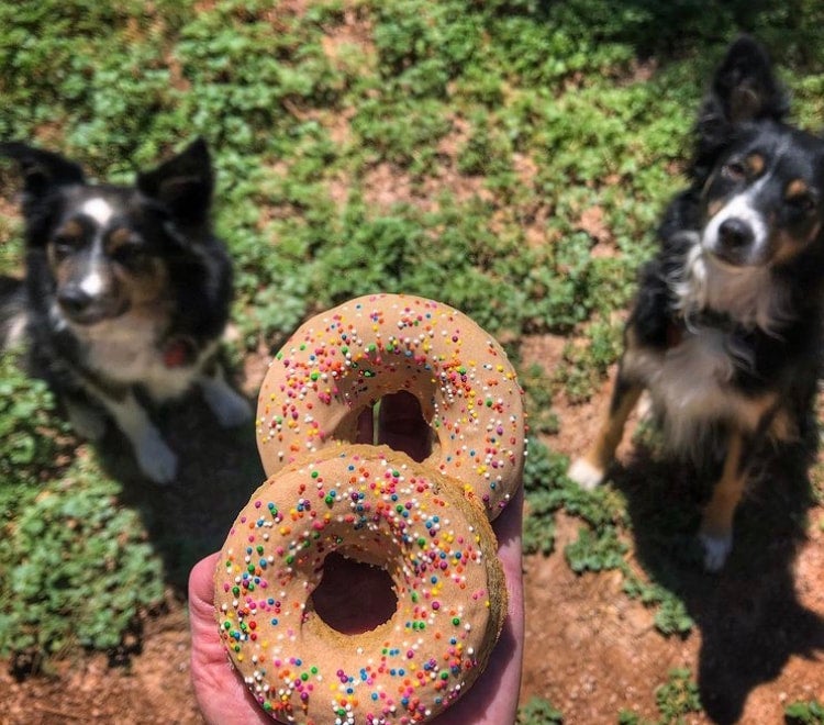 Dog and outlet donuts